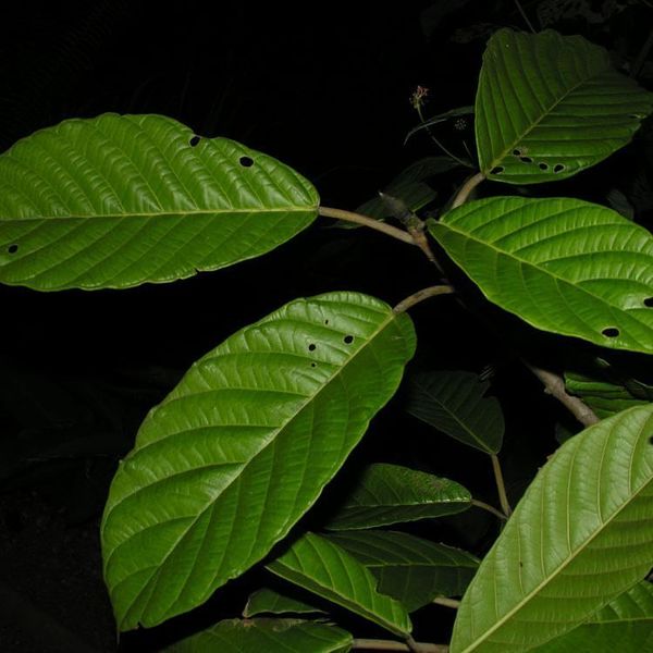 Archivo:Ficus brevibracteata.jpg