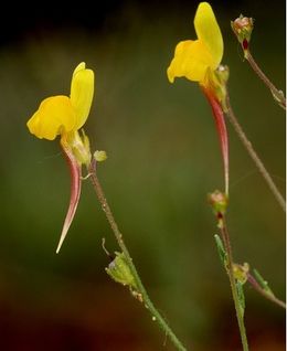 Linaria bipunctata2.jpg