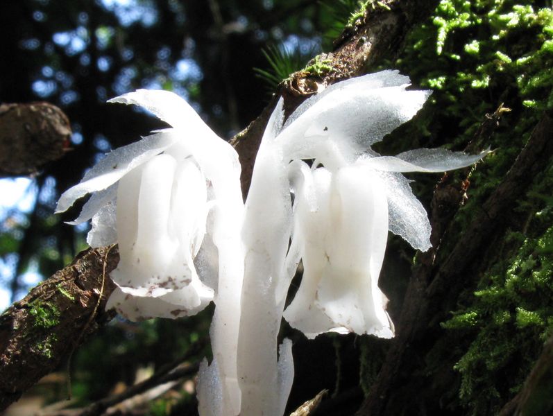 Archivo:Monotropa.jpg