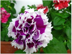 Petunia de China.jpg