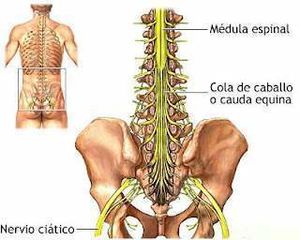 S coladecaballo.jpg