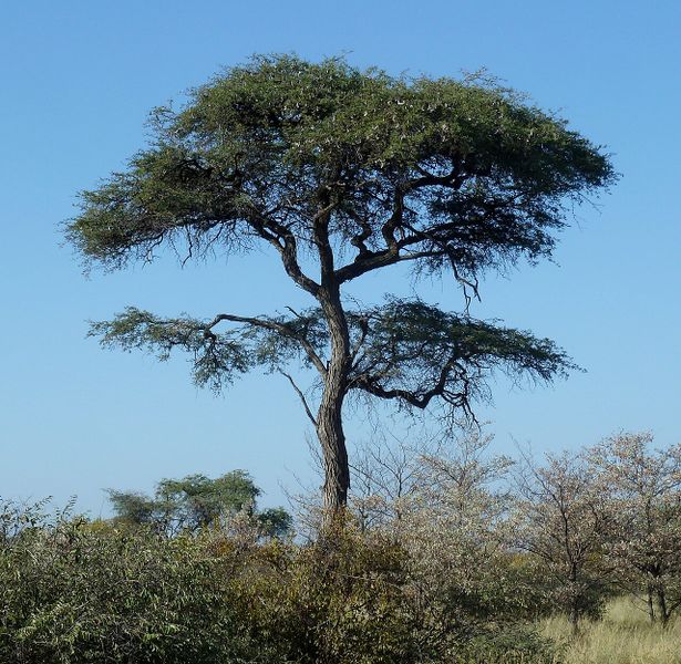 Archivo:Acacia erioloba 1.jpg