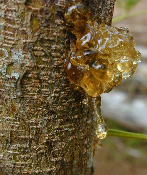 Archivo:Acacia koa 6.jpg