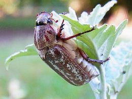 Anoxia orientalis.jpg