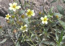 Bidens aurea.jpg