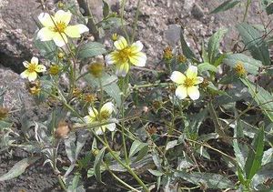 Bidens aurea.jpg