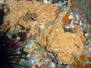 Hemimycale columella.jpg