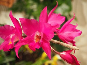 Laelia gouldiana.jpg