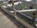 Padlocks-on-the-bridge.jpg