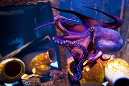 Pulpo-morado-caracteristicas.jpg