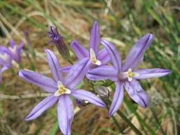 270px-Brodiaea californica close-up2.jpg