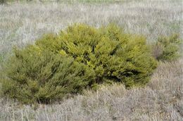 Acacia fimbriata.jpg