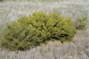 Acacia fimbriata.jpg