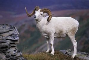 Borrego.jgp.jpg