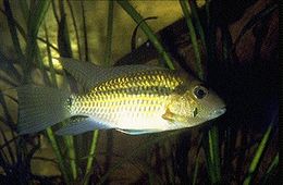 Bujurquina oenolaemus.jpg