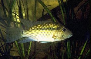 Bujurquina oenolaemus.jpg