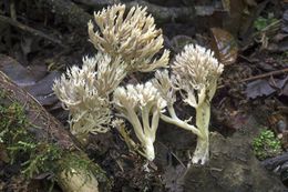 Clavulinacristata.jpg
