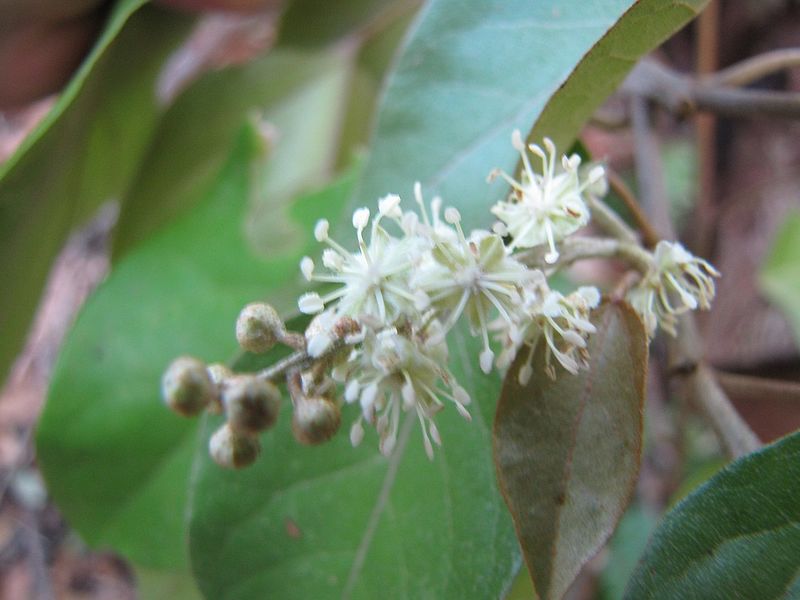 Archivo:Croton guatemalensis 4.jpg