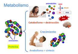 Procesos catabolicos y anabolicos de la celula