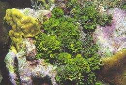 Halimeda opuntia.jpg