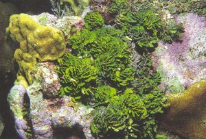 Halimeda opuntia.jpg