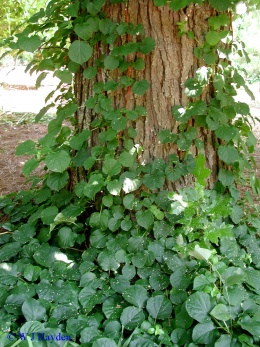 Hydrangea petiolaris.JPG