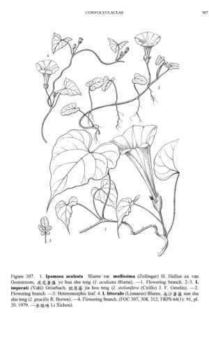 Ipomoea aculeata ilustracion.jpg