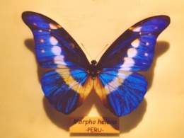 Morpho helena.jpg