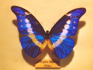 Morpho helena.jpg