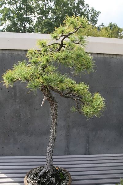 Archivo:Pinus strobus bonsai.jpg