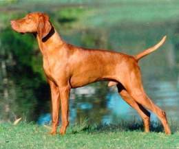 1vizsla2.jpg