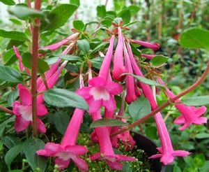 Abelia floribunda 1.jpg