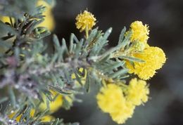 Acacia chrysopoda.jpg