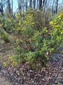 Miniatura de la versión del 00:18 15 feb 2026