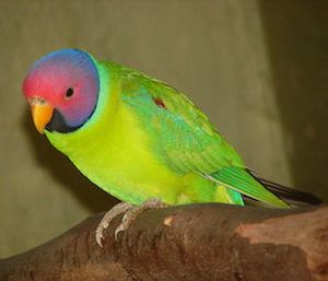 Cotorra-cabeza-de-ciruela.jpg