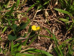Crotalaria chinensis.jpeg