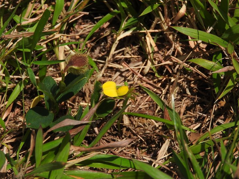 Archivo:Crotalaria chinensis.jpeg