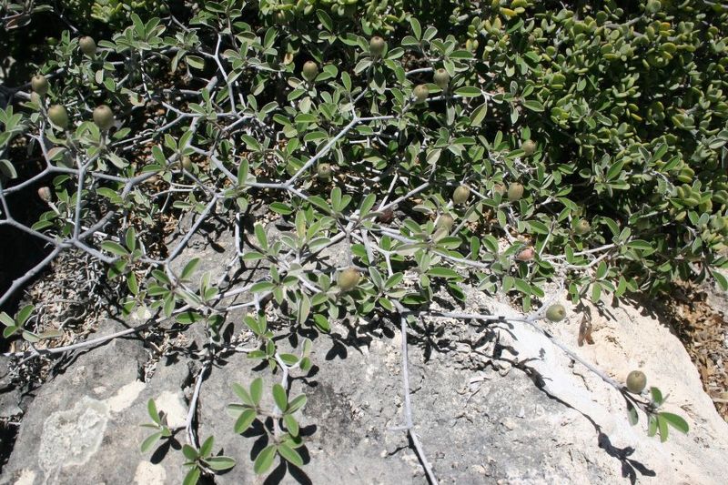 Archivo:Croton aubrevilecta 1.jpg