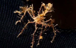 Endeis spinosa.jpg