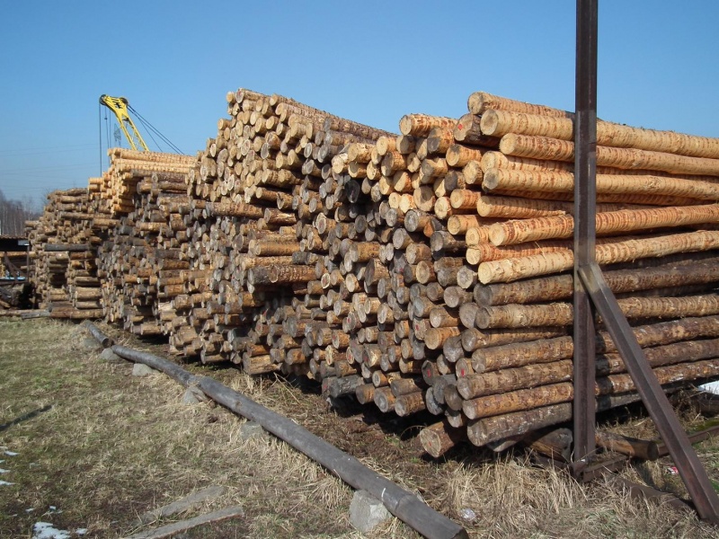 Archivo:Pinus sylvestris madera.JPG
