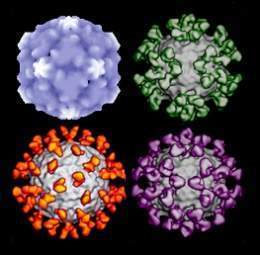 Rhinovirus 2.jpg