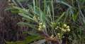 03-acacia.jpg