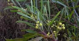 03-acacia.jpg