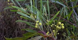 03-acacia.jpg