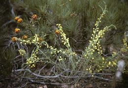 Acacia imparilis.jpg