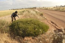 Acacia leptoneura.jpg