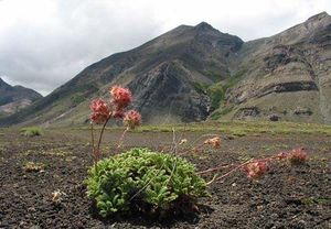 Acaena caespitosa.jpg