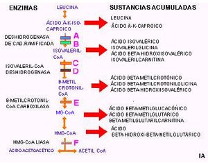 Aciduria propiónica2.jpg