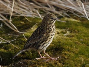 Anthus antarcticus.jpg
