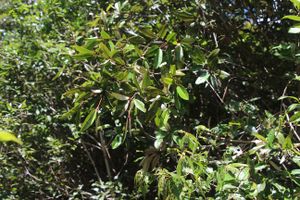 Croton jennyanus.jpg